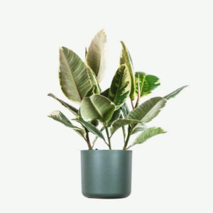 Home Calathea Beauty Star